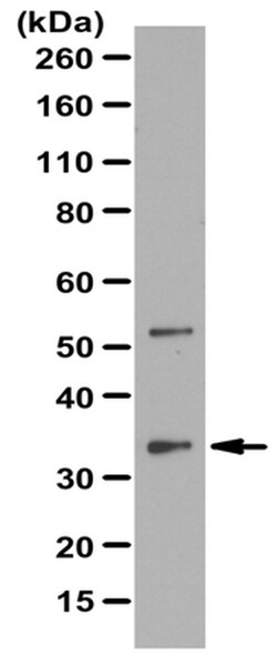 MilliporeSigma anti-Mitoferrin-1/Mfrn1, Polyclonal 100&mu;L, Unlabeled:Antibodies,